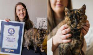 cea mai batrana pisica din lume