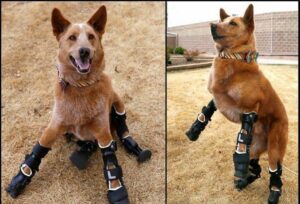 primul caine bionic