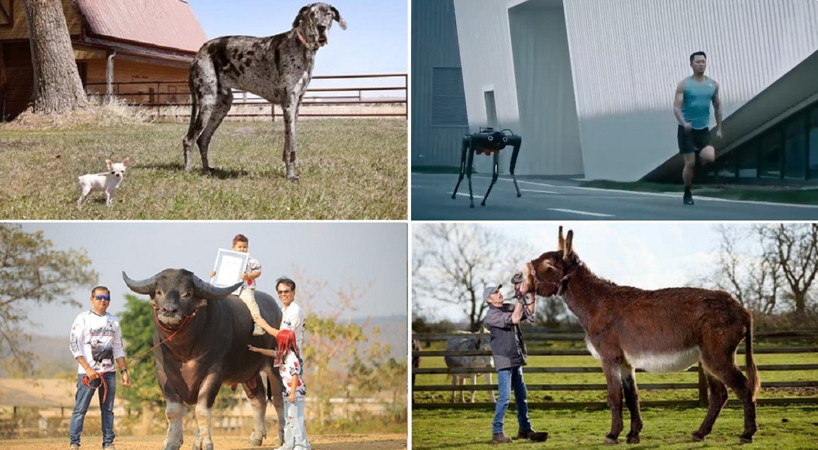 animale in cartea recordurilor