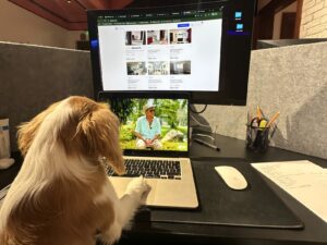 Câinele Charlie în biroul Rentnbuy