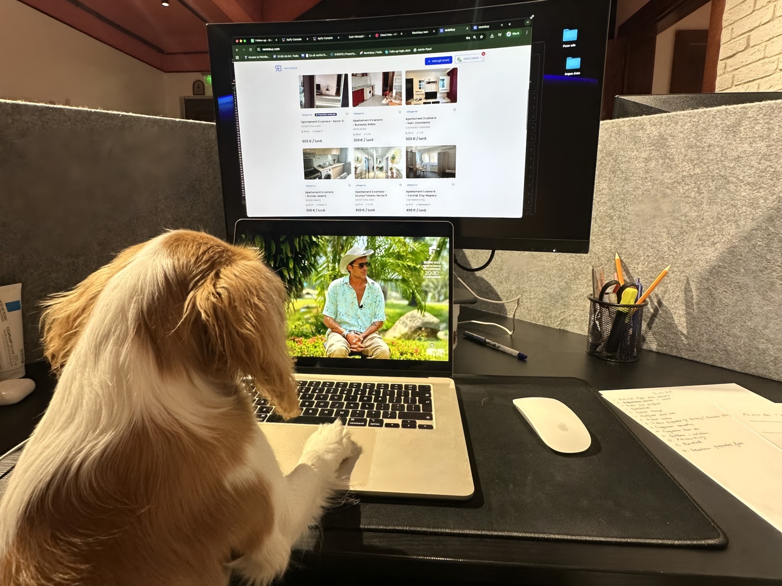 Câinele Charlie în biroul Rentnbuy