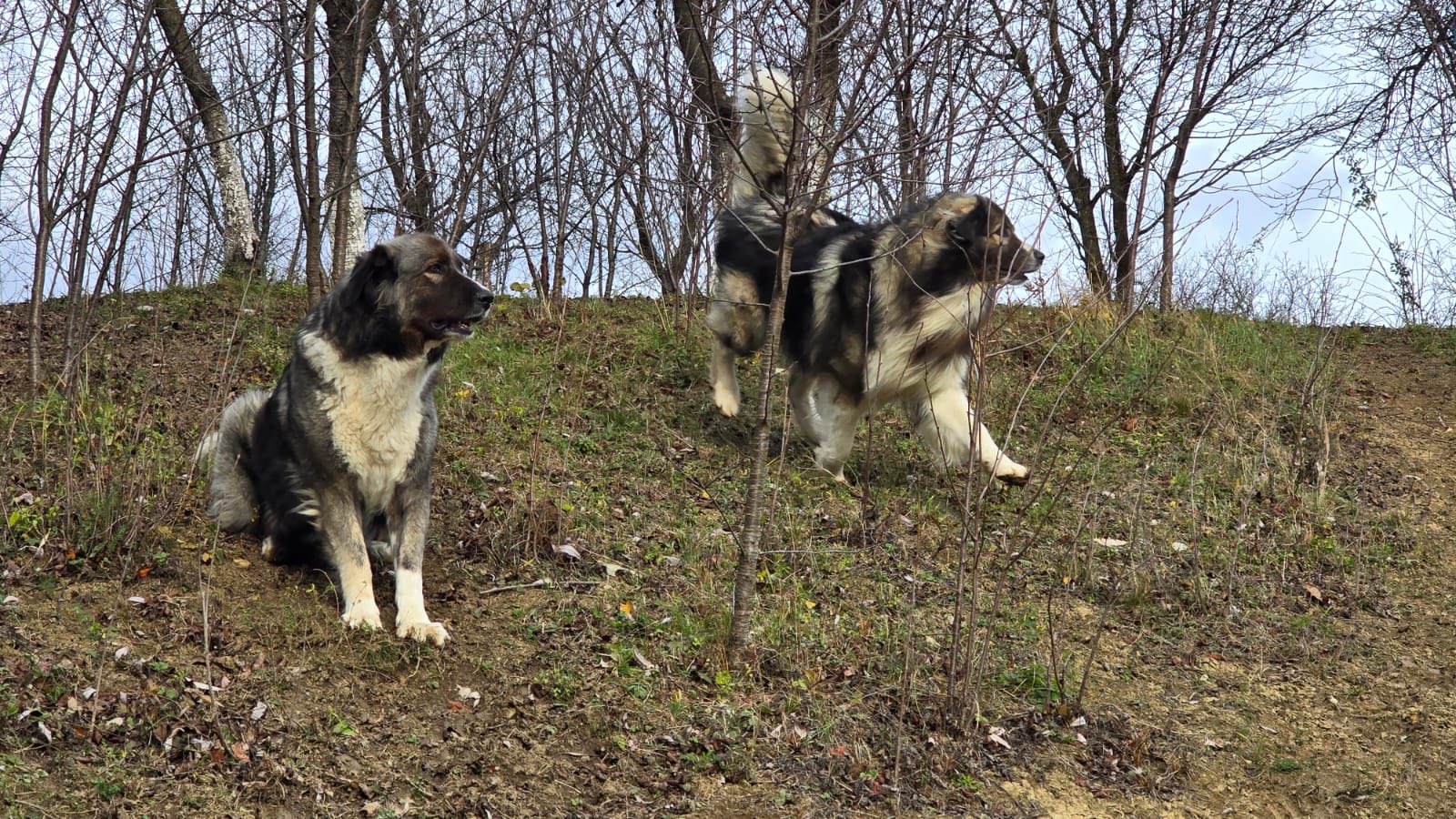 Ciobănesc de Transilvania