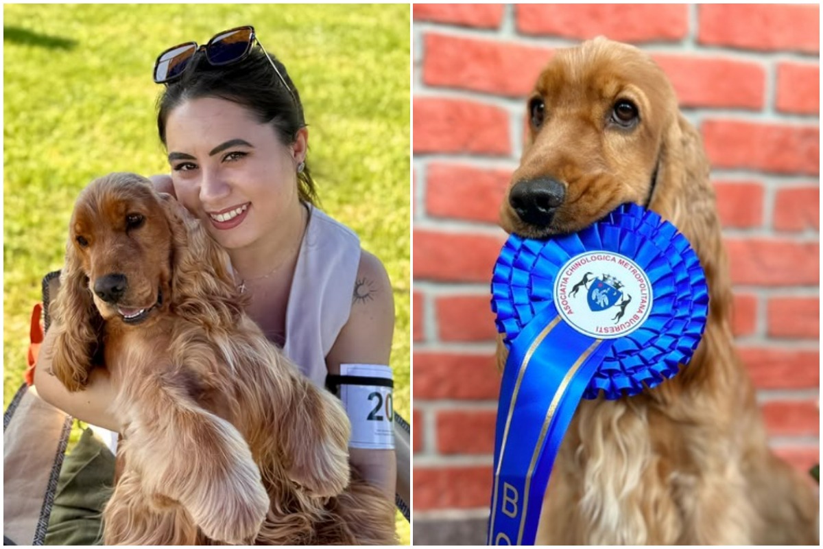 Enzo, cocker spaniel, si gabriela, stapana lui, colaj