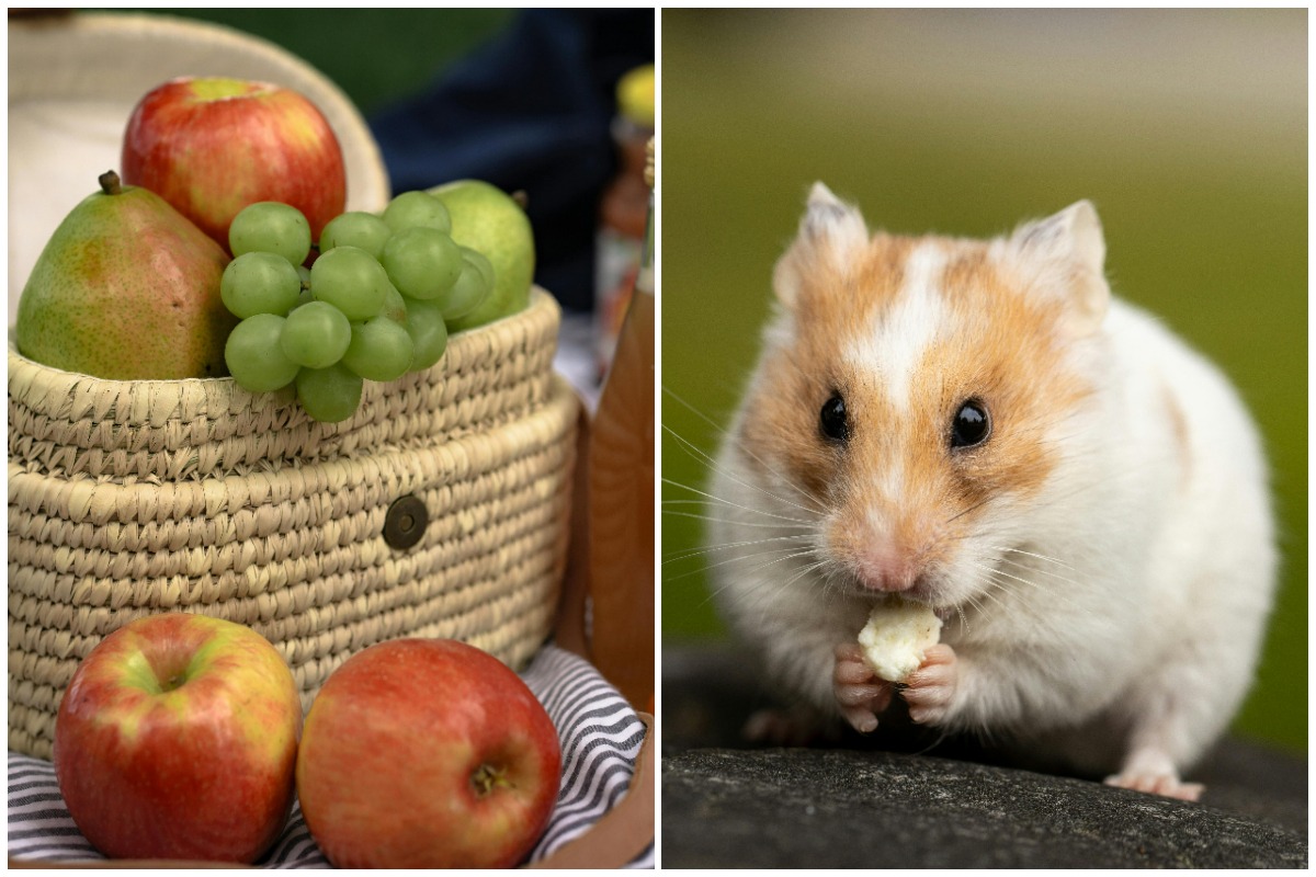 Colaj cu un hamster și un coș de fructe