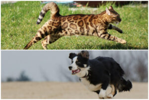 Colaj cu o pisică ți un câine alergând