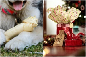 Colaj cu un os, un caine si un cadou de craciun