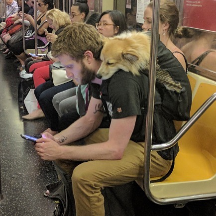 downloadgram.org_20686758_114316962562793_6204668218619985920_n