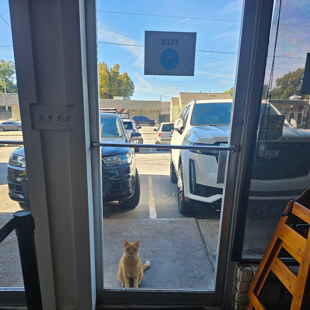 O pisică stă în fața ușii unui restaurant