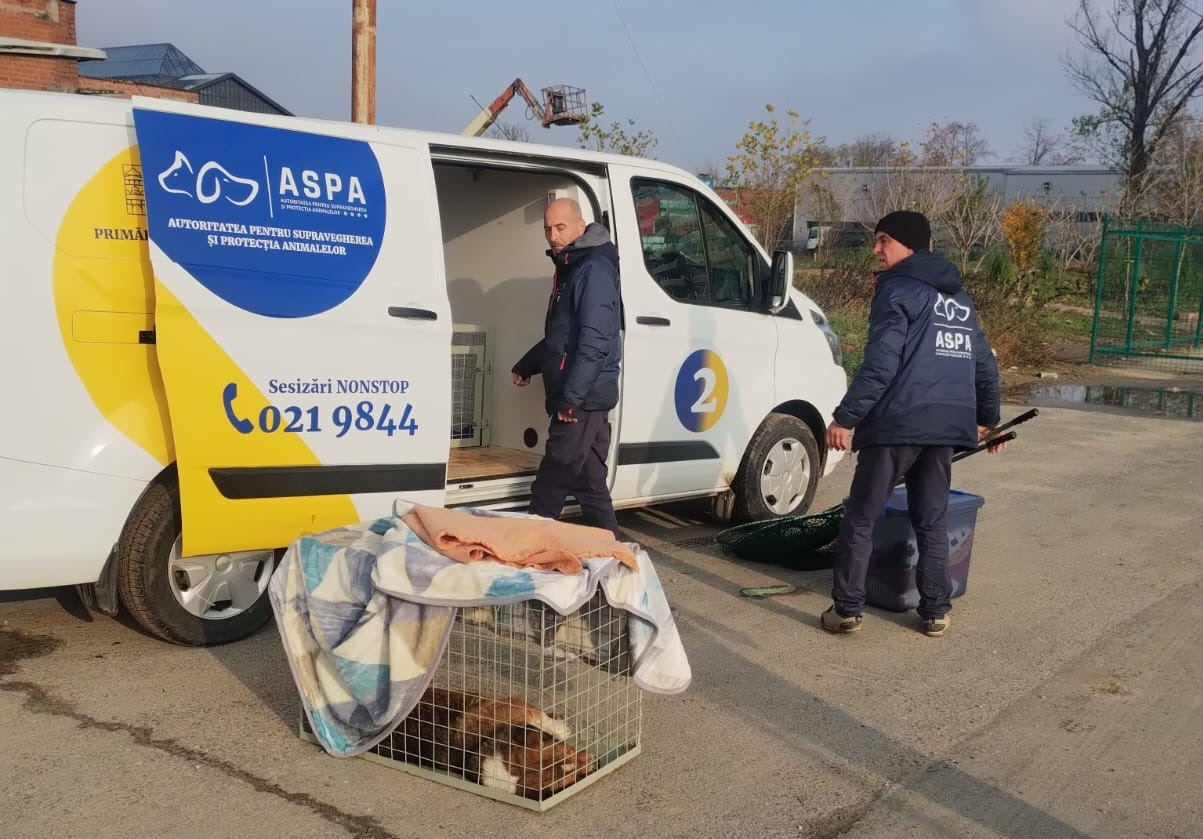 caini capturati de ASPA