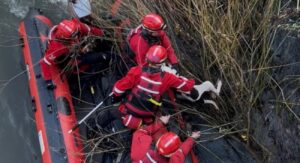 caine salvat de pompieri