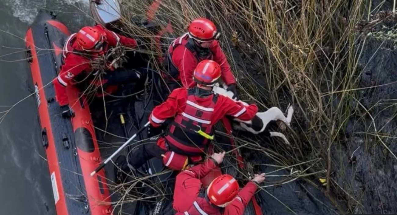 caine salvat de pompieri