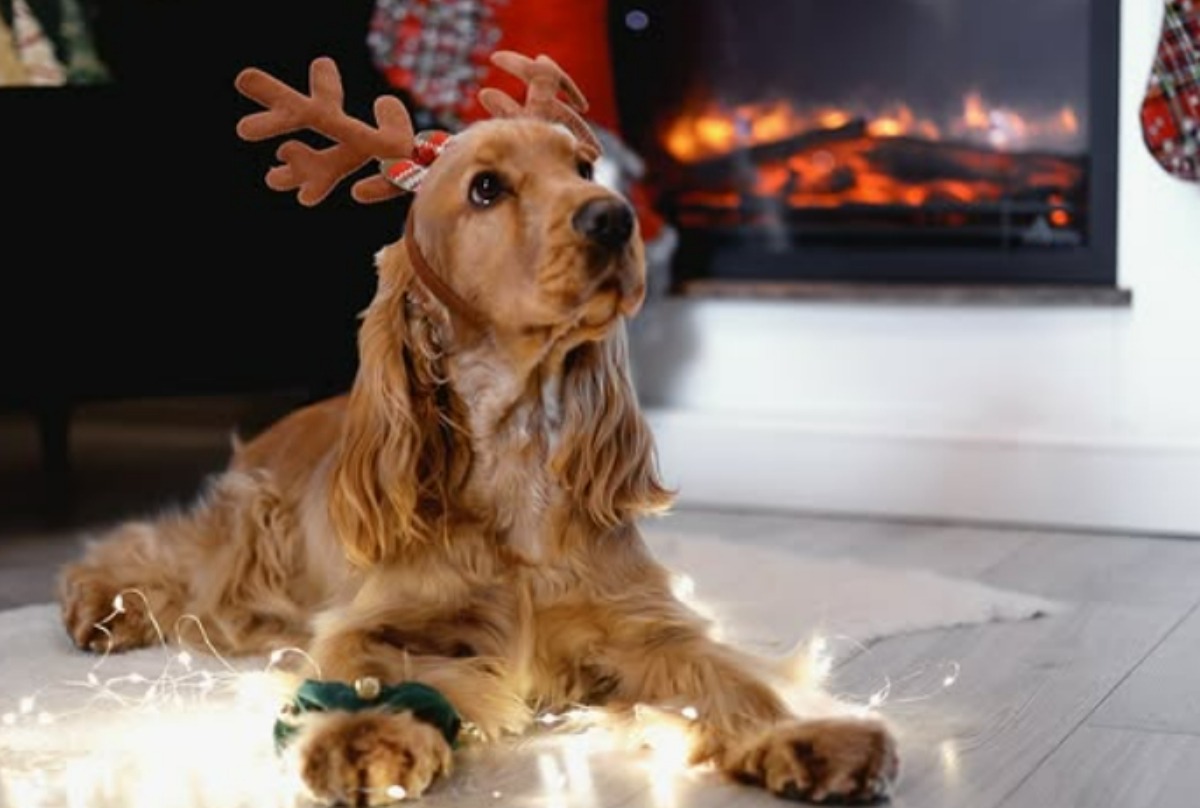 enzo-allenzo-craciun-