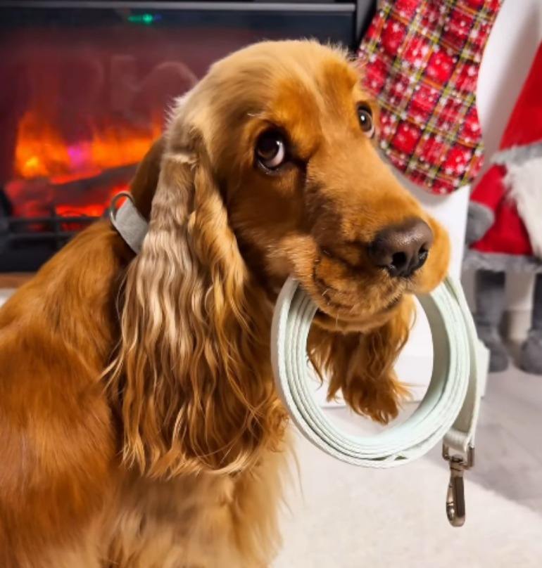 enzo-allenzo-craciun- (1)