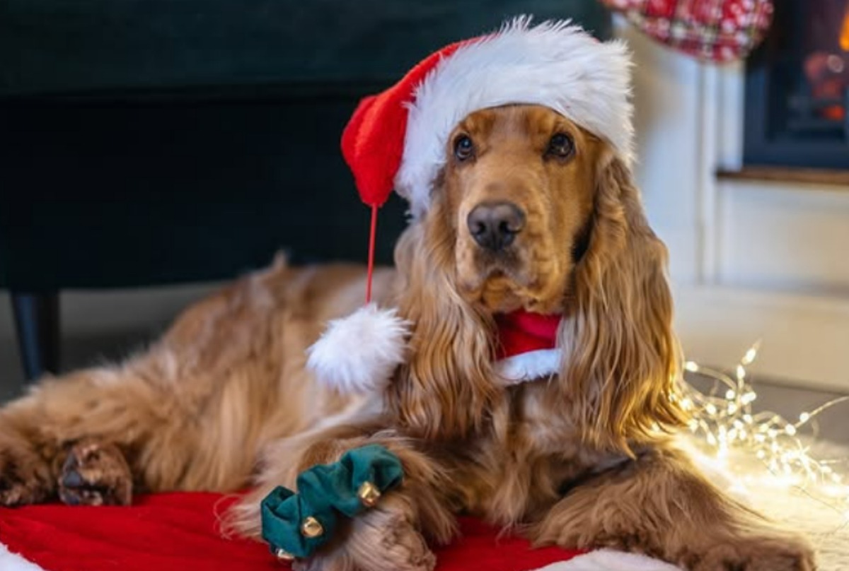 enzo-allenzo-craciun