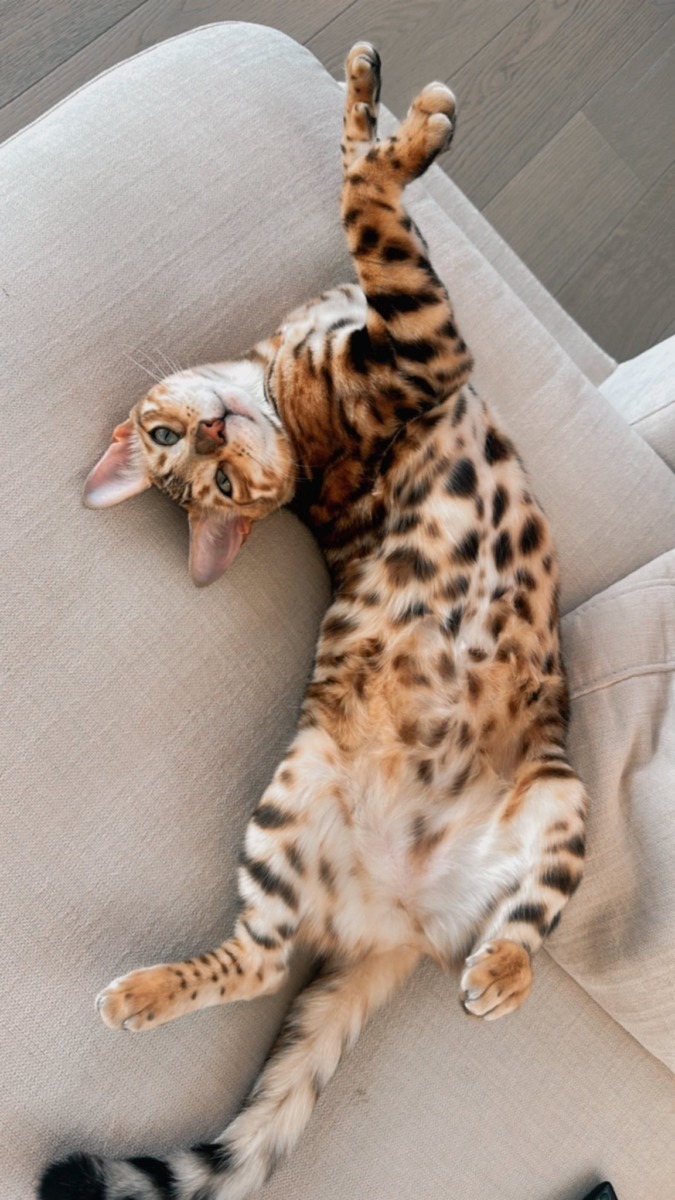 feli-pisica-bengaleza-alina-puscas--