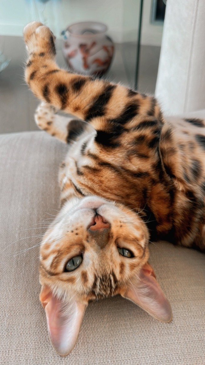 feli-pisica-bengaleza-alina-puscas-