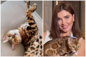 Colaj cu Alina Pușcaș și pisica bengaleză Feli