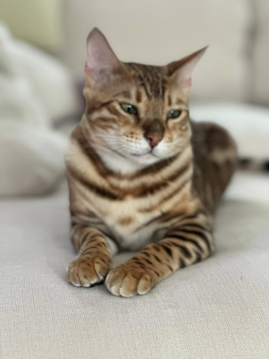 feli-pisica-bengaleza-alina-puscas