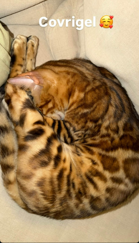 Feli, pisica bengaleză