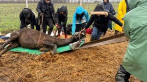 Cal salvat din ferma de la Nuci