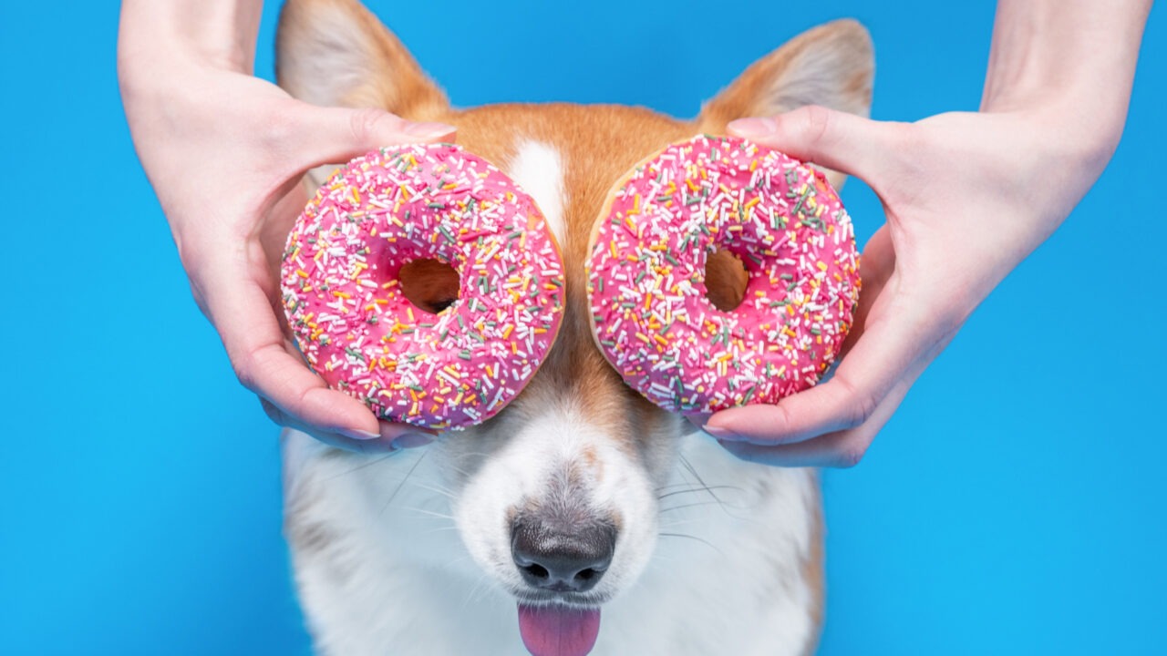 O persoană ține două gogoși cu glazură în dreptul ochilor unui câine