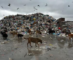 Câini și păsări în preajma uneo gropi de gunoi