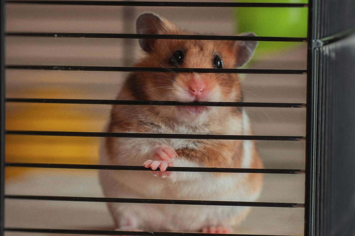 Hamster în cușcă