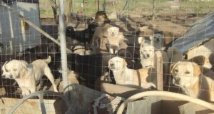 caini tinuti in tarc