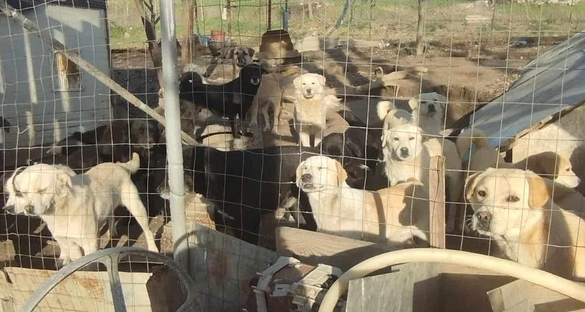 caini tinuti in tarc