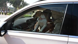 Câine ținut în poală de un parlamentar din India, în mașină