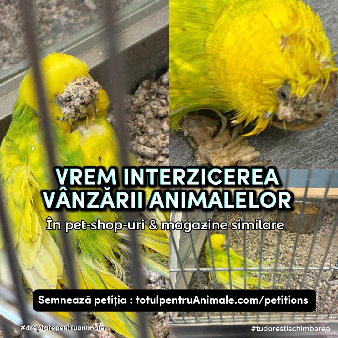 perus chinuit in petshop