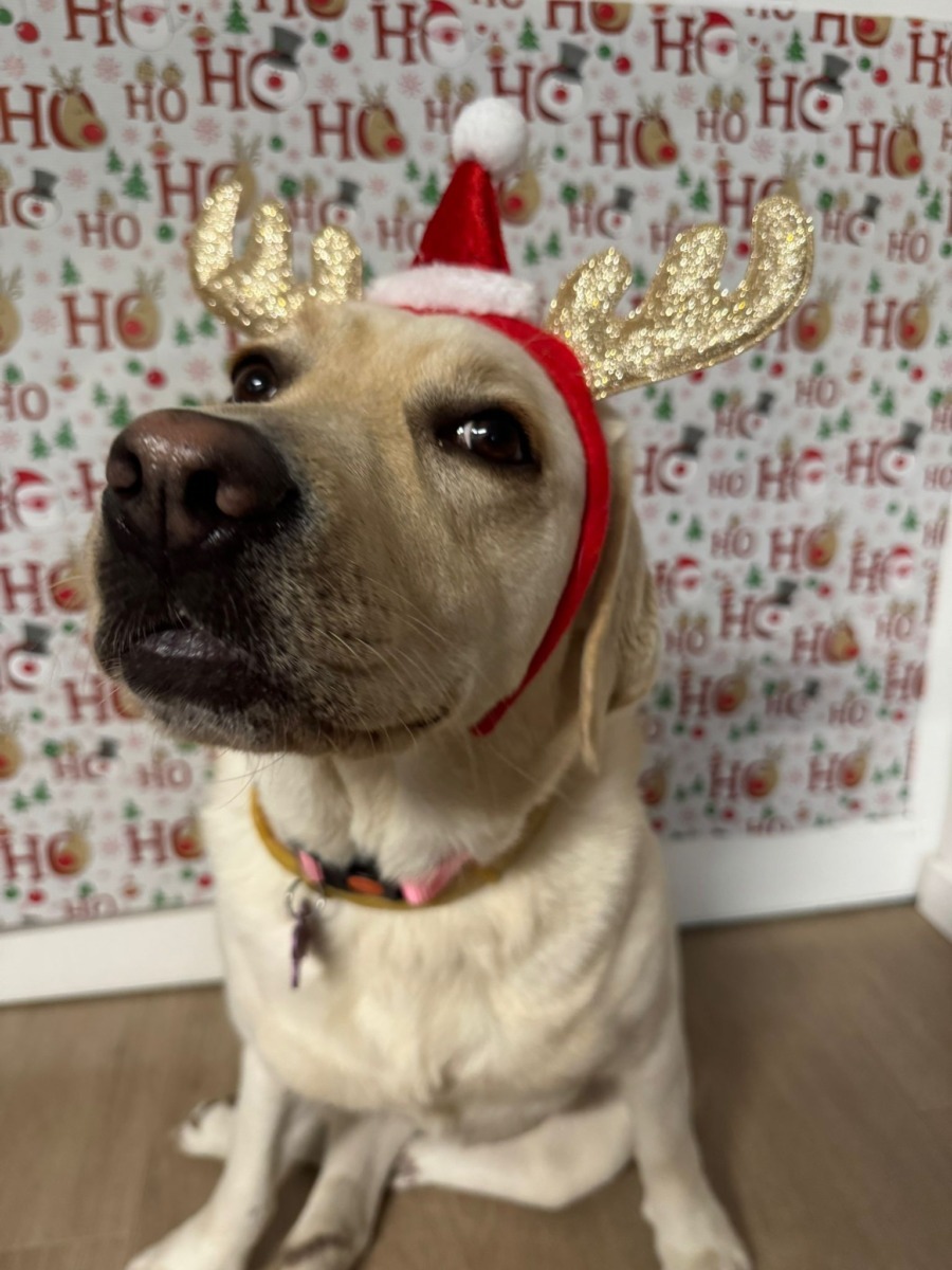 kira-pe-roti-craciun---=