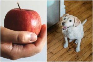 Colaj cu un măr roșu și un cățel fericit