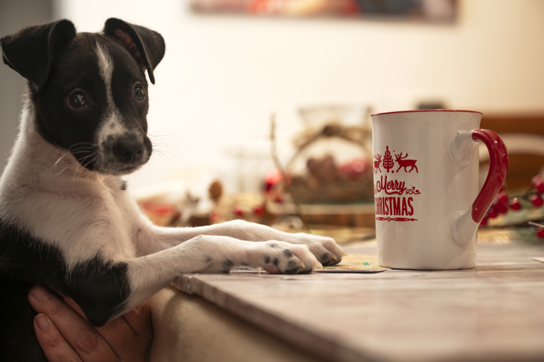 Un câine este ținut în poală de stăpân, în fața unei mese pe care se află o cană cu mesaj de Crăciun