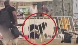 cainele a stat langa stapanul sau ucis pe plaja bondi