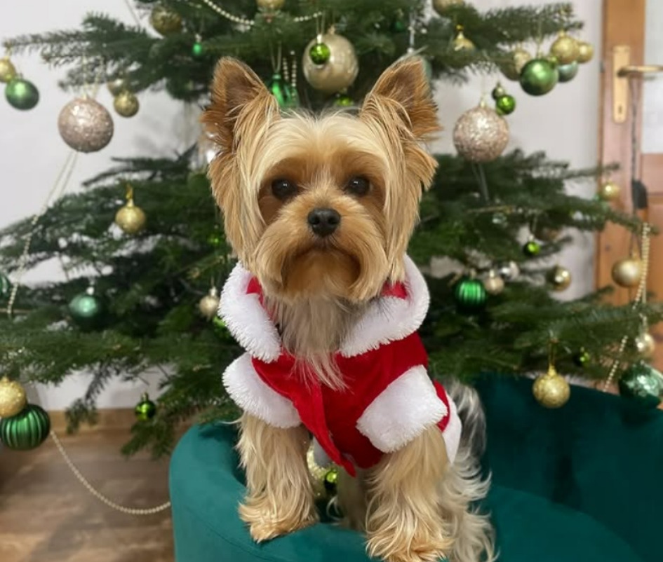 maxtito-yorkshire-terrier---
