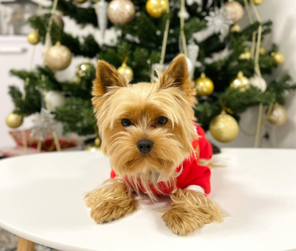 maxtito-yorkshire-terrier-