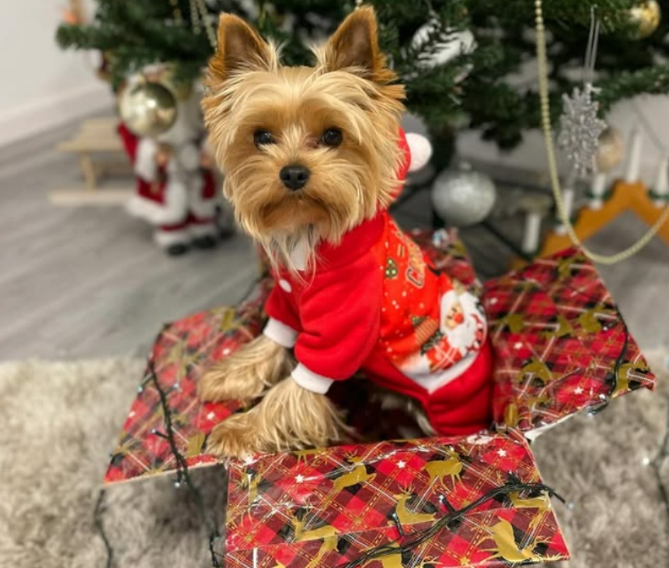 maxtito-yorkshire-terrier