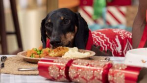 cainele mananca de Craciun