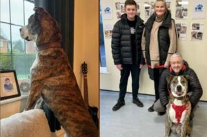 caine adoptat de Craciun