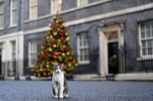 motanul-larry-vedeta