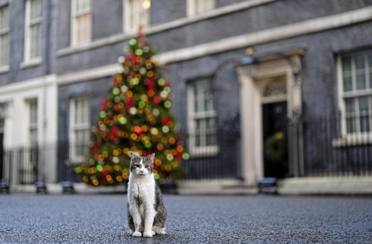 motanul-larry-vedeta