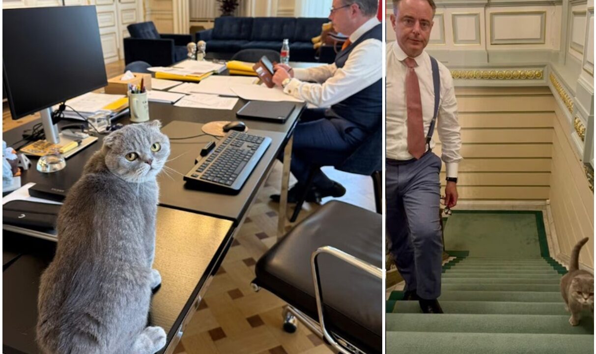 motanul Maximus si premierul belgian Bart De Wever