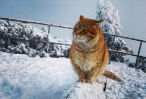 motanul portocala de la varful toaca