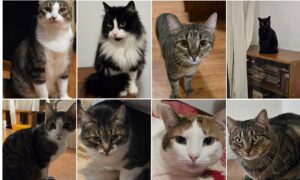 noua pisici au nevoie de adoptie