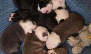 sapte catelusi salvati din casa stapanului