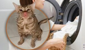pisica in masina de spalat