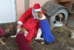 Mos Craciun a venit la cateii din adapost