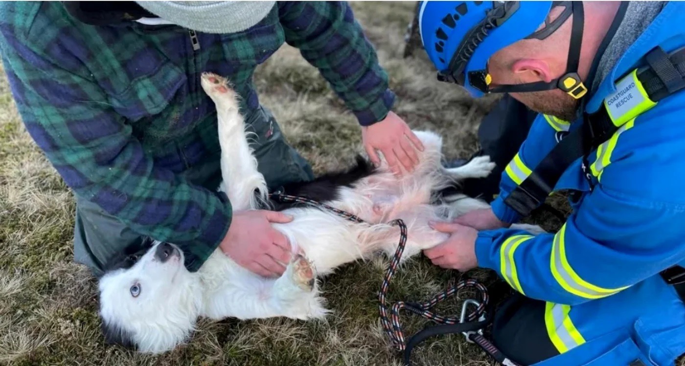 caine salvat din prapastie