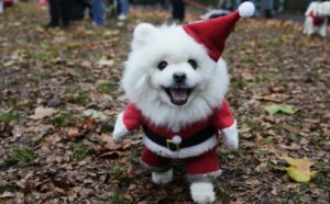 caine imbracat cu hainuta de craciun